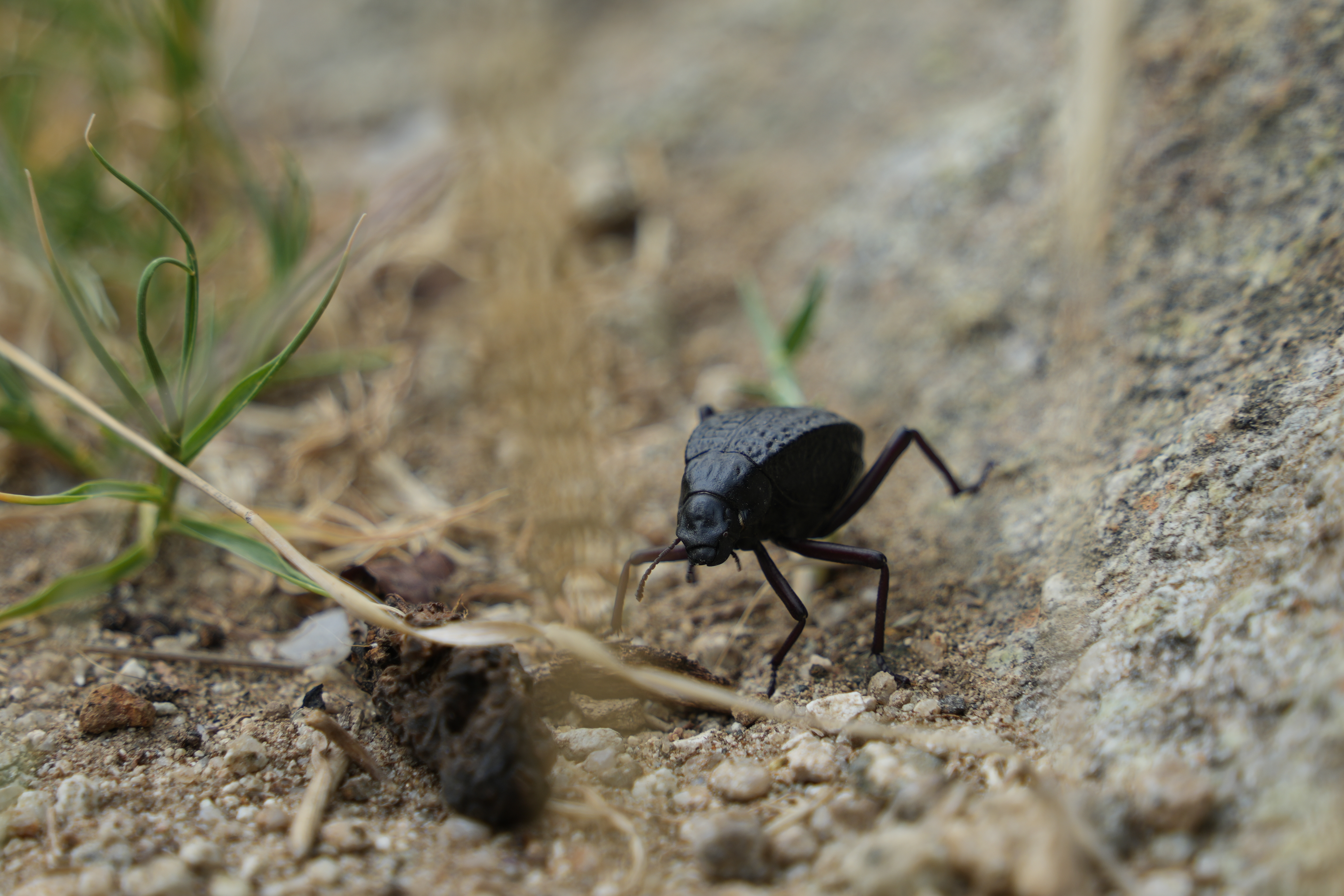 Sunlight filtering through forest trees